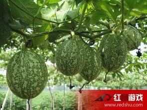 吃吊瓜烧心吗,揭秘食用吊瓜的口感与影响