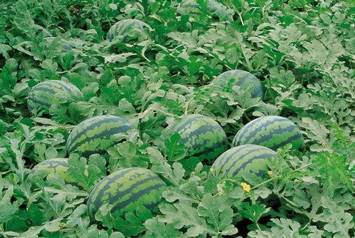 到乡下摘瓜吃瓜的说说心情,悠然自得