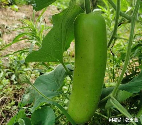 吃瓜图片唯美,唯美吃瓜图鉴