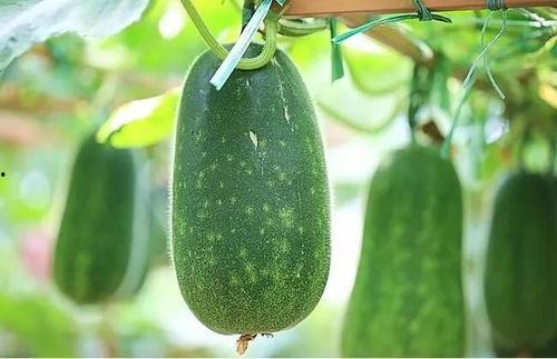 吃4个瓜,四瓜盛宴