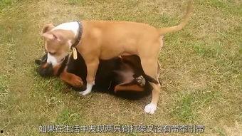 吃瓜村民二狗子