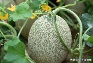 吃鸡吃哈密瓜可以嘛