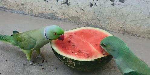 鹦鹉吃瓜米吗,揭秘它们对瓜米的喜爱程度