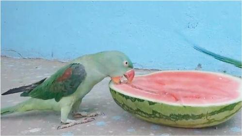 鹦鹉吃瓜米吗,揭秘它们对瓜米的喜爱程度