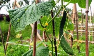 四川吃瓜墙,揭秘麻辣美食背后的故事与风情