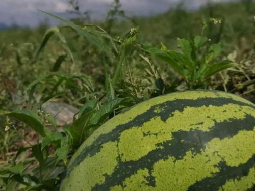 凤山县吃瓜,瓜果飘香，品味田园生活