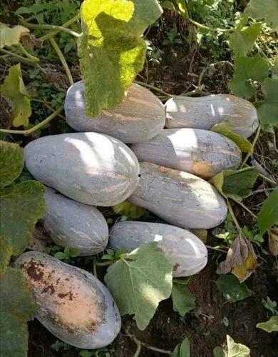 凤山县吃瓜,瓜果飘香，品味田园生活