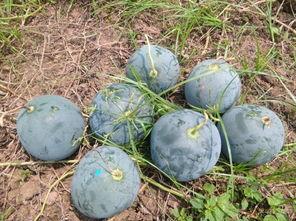 凤山县吃瓜,瓜果飘香，品味田园生活