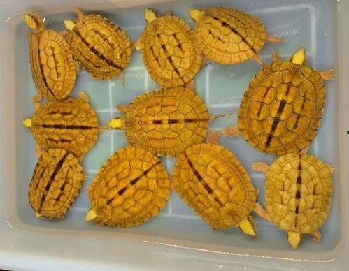 大盒说吃瓜,揭秘娱乐圈背后的那些事儿