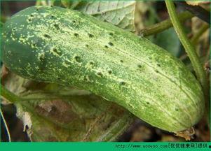 梦见吃花生和吃瓜,梦境中的美食之旅