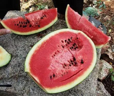 天津吃瓜中毒案件,揭秘夏日美食背后的安全隐患