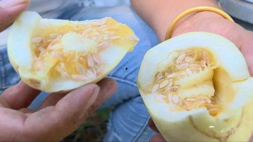 银瓜咋吃,解锁美味新体验