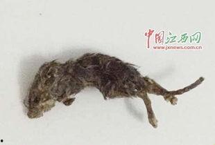 女友吃瓜吃出老鼠,女友的惊悚食瓜经历