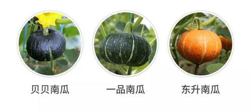 夏季吃三瓜是哪三瓜好呢,三瓜相伴，清凉一夏