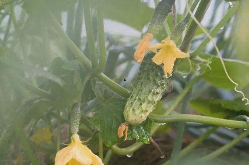 瓜花怎么吃最好,解锁最佳食用方法