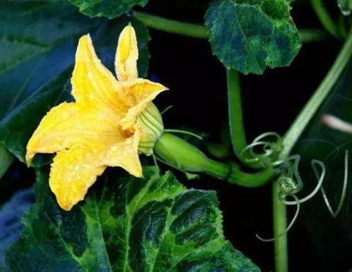 瓜花怎么吃最好,解锁最佳食用方法