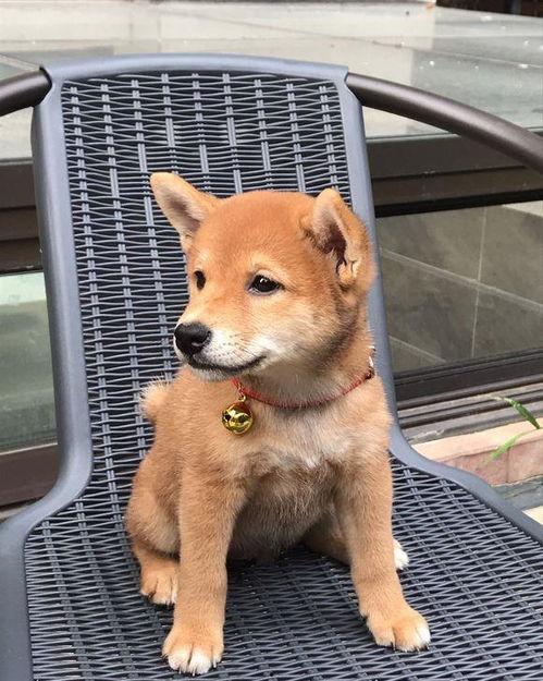 带你吃瓜纸箱狗,网络红人的崛起之路